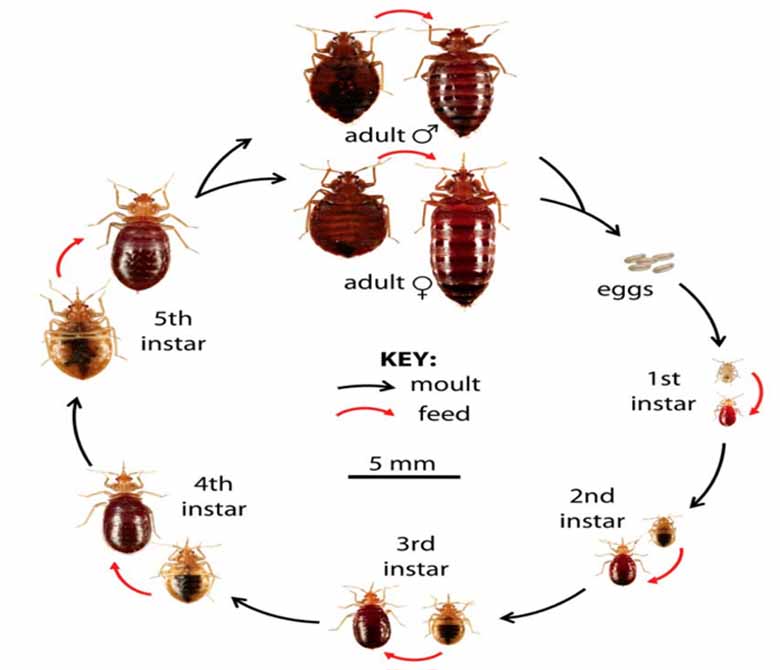 Bed bug