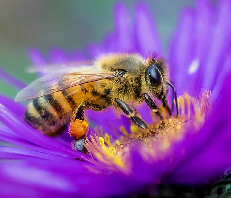 Bees close-up