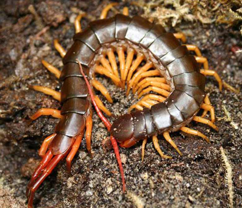 Centipede