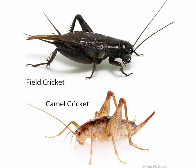 Cricket