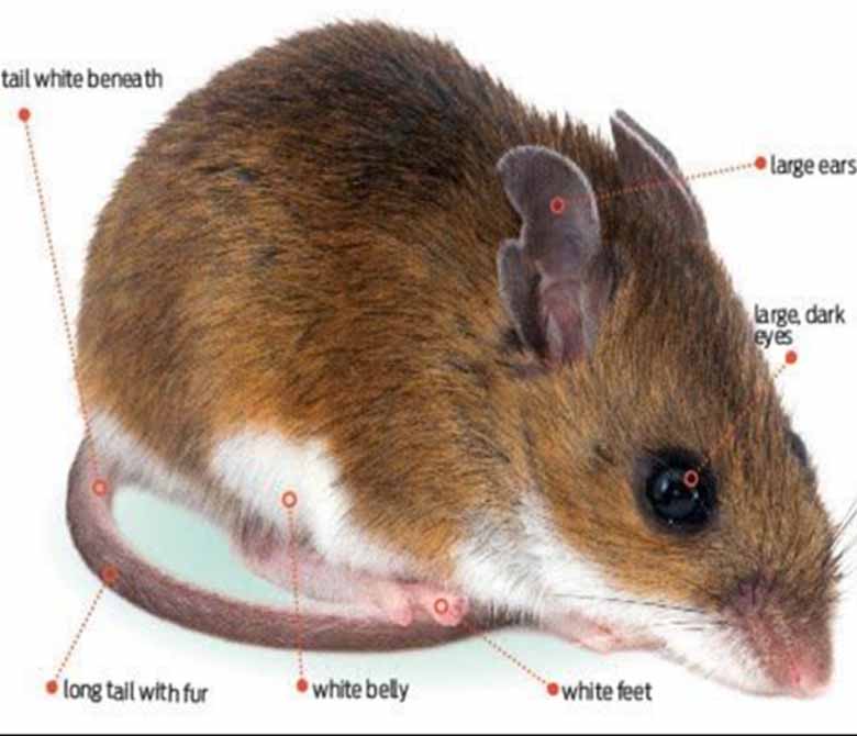 Deer mouse