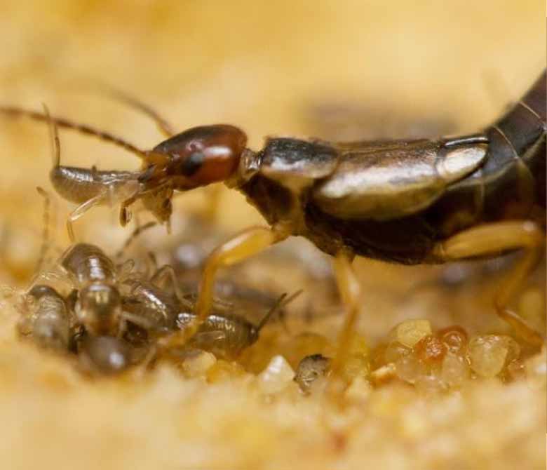 Earwig