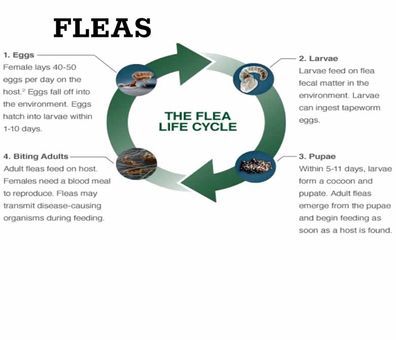 Flea