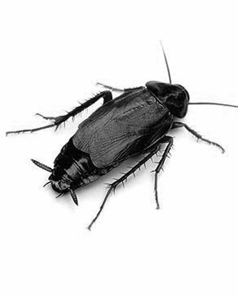 Cockroaches