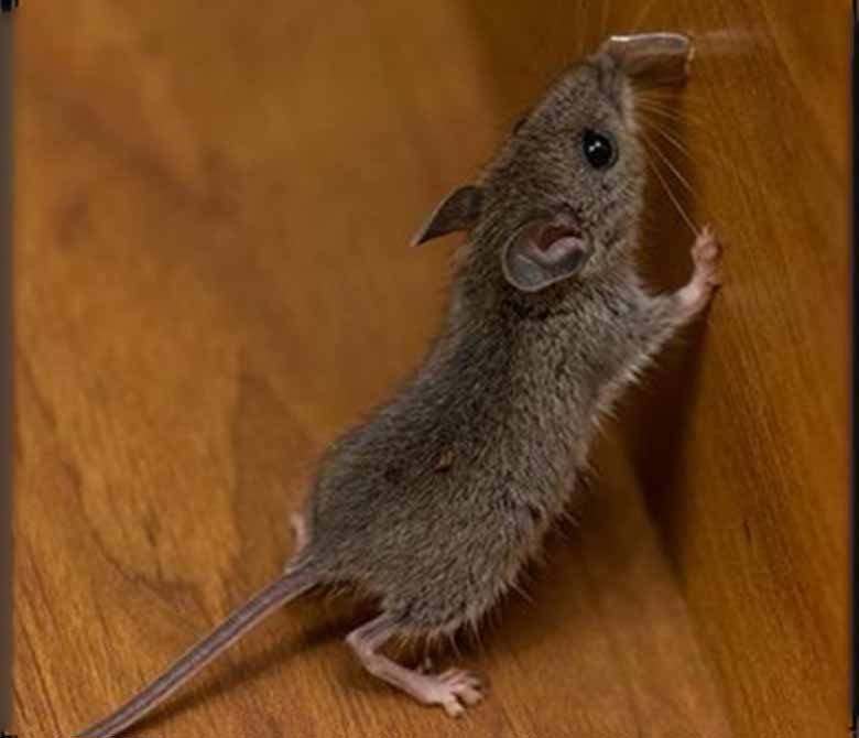House mouse