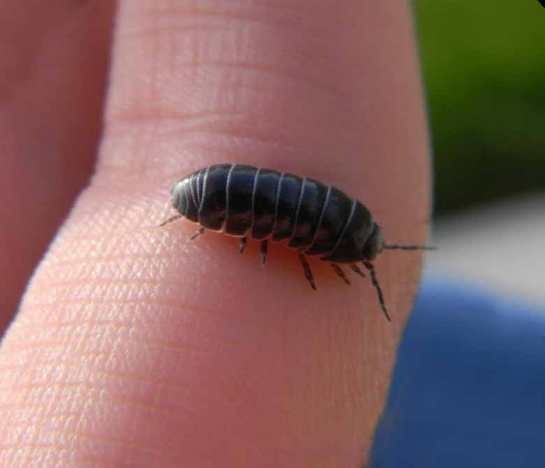 Pill bug