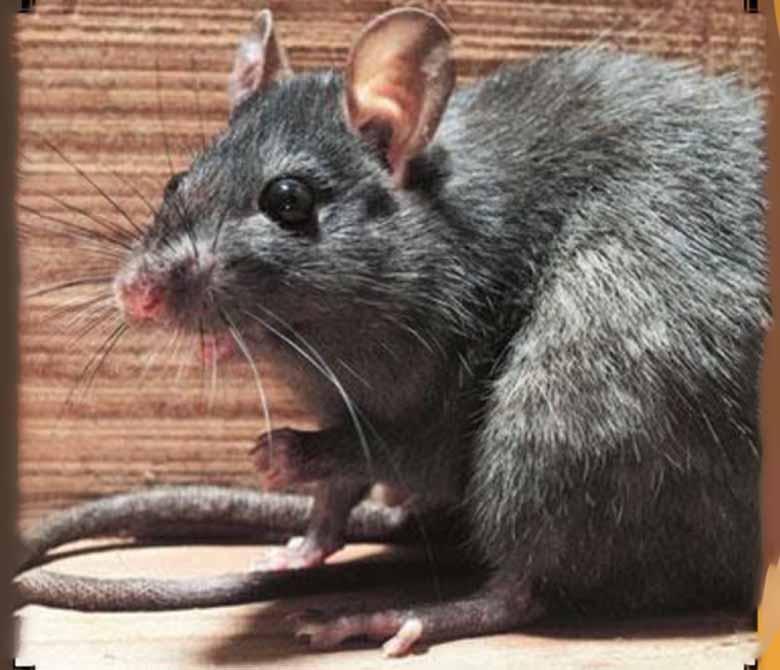 Roof rat