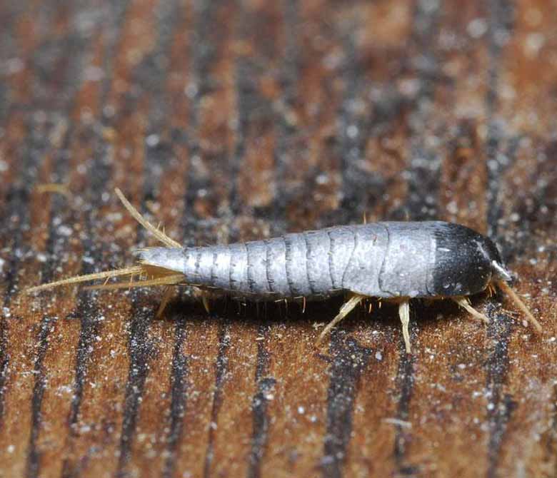 Silverfish