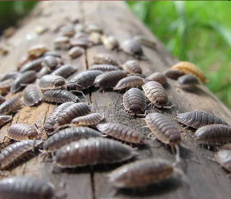 Sow bug
