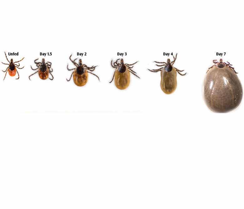 Tick